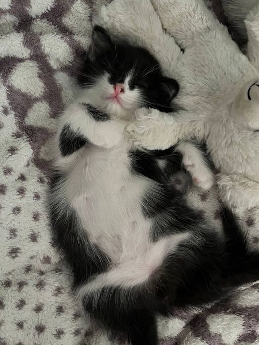 2 котенка мальчики