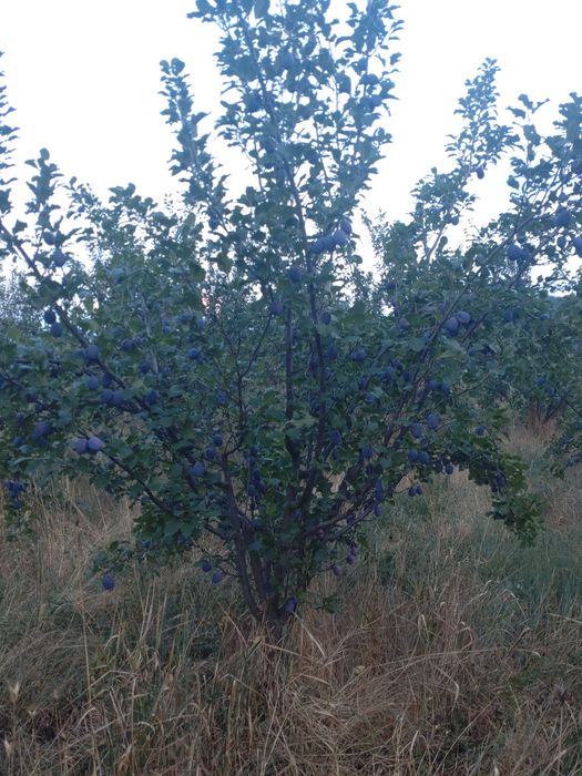 Продавам сливи  лично производство