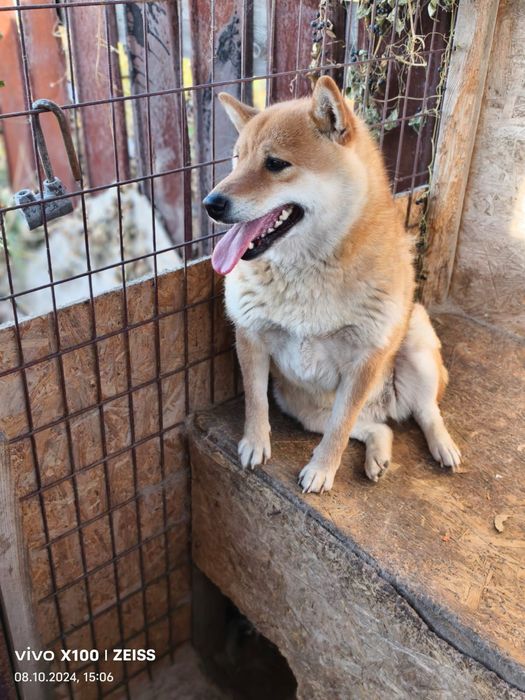 Продам сиба - ину.