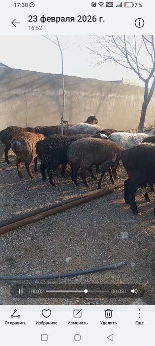 Қозы қошқарларлар сатылады