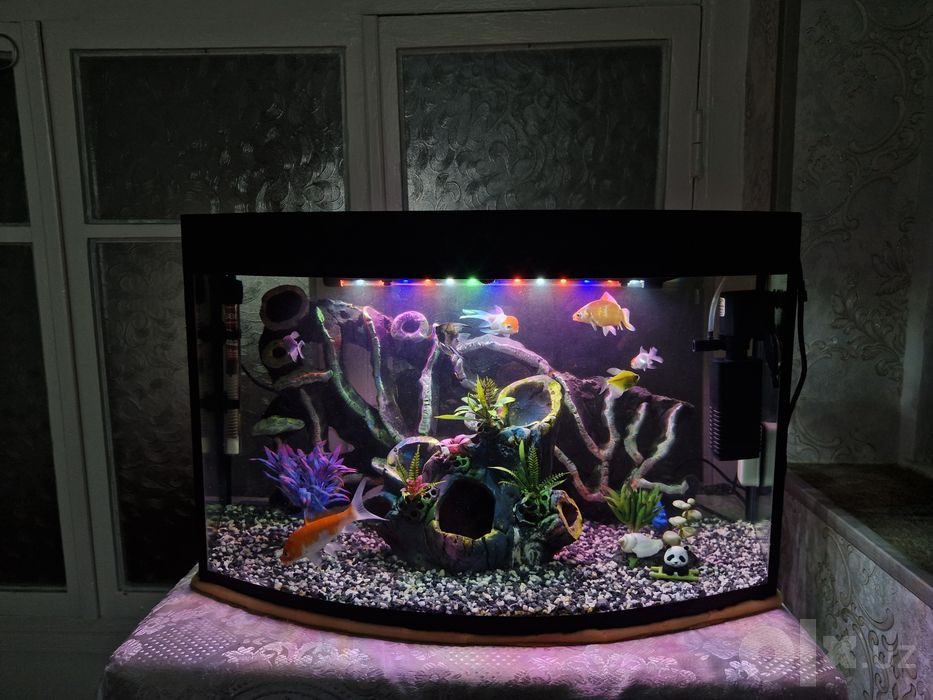 Akvarium sotiladi, 8 ta baliq va dekoratsiyalar bilan