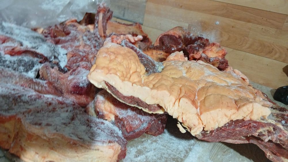 Продам Мясо конины