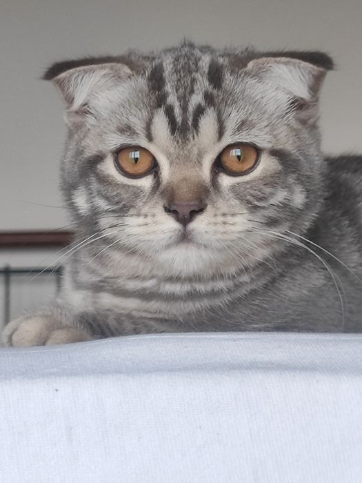 Вислоухий котенок девочка