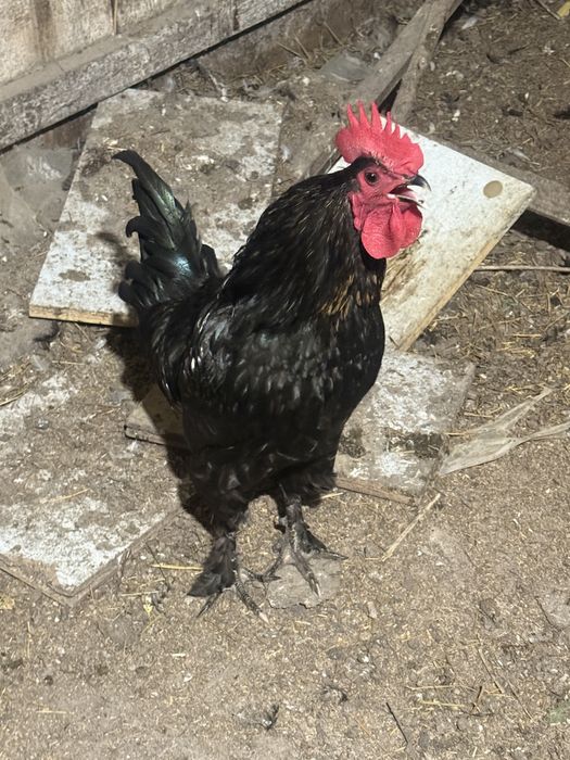 Продам петухов брамо