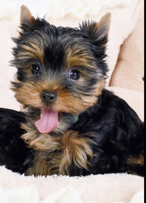Yorkshire terrier 10 saptamani