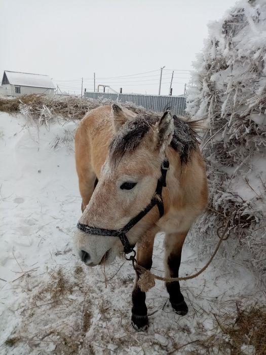 Бие сатылады буаз