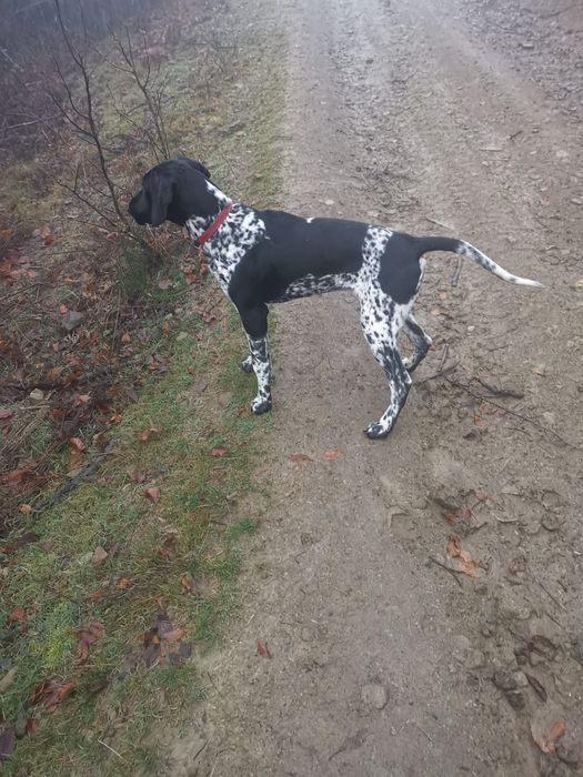 Donez femelă brac german cu pedigree