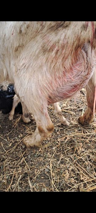 Capra sannen vand sau schimb