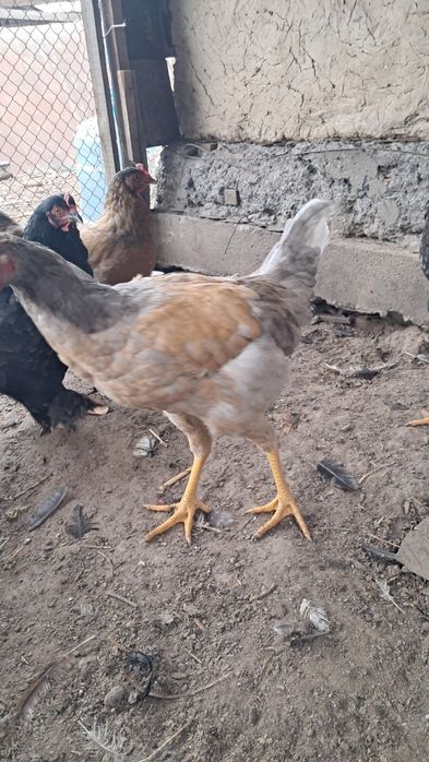 Продам петухов молодые