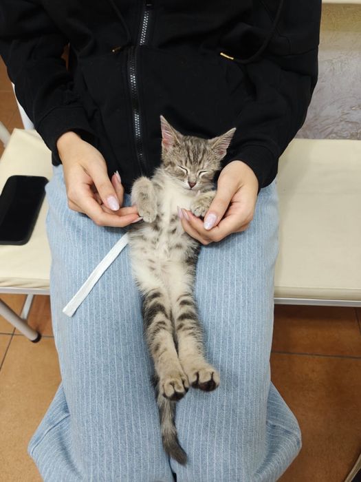Отдам ласковую кошечку