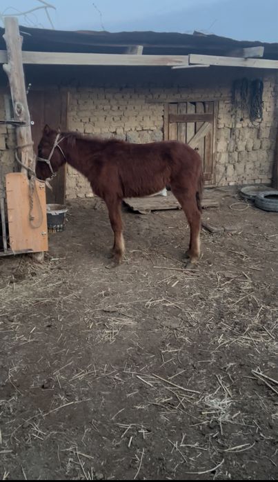 Осы еркек жабағы сатылады әдемі ірі