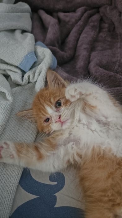 Котёнок ищет дом
