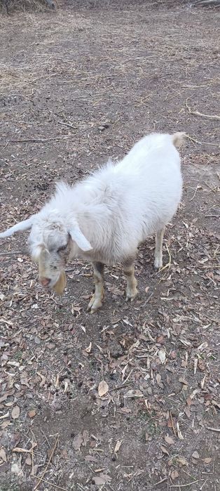 Продам     Козла