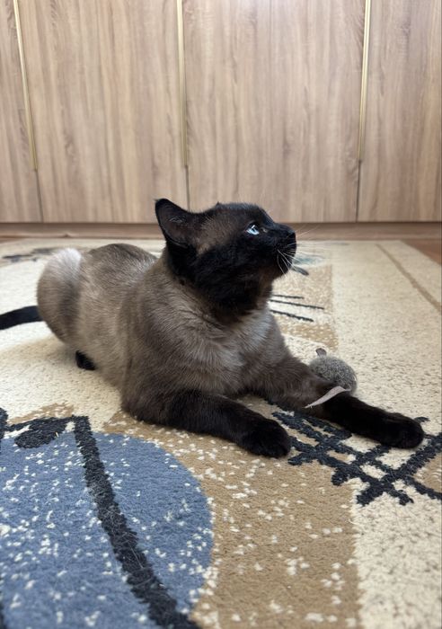 Ищем дом сиамскому котику.