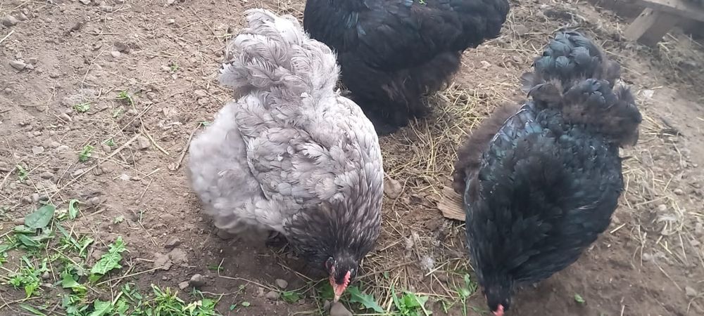 Продам кур джерсиский гигант и кохенхин