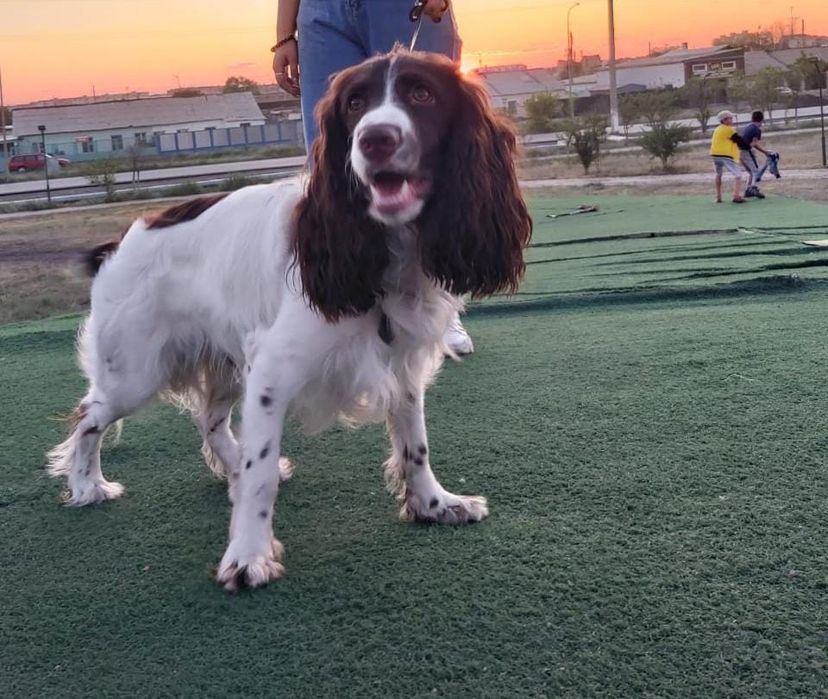 Мальчик спаниель ищит девочку