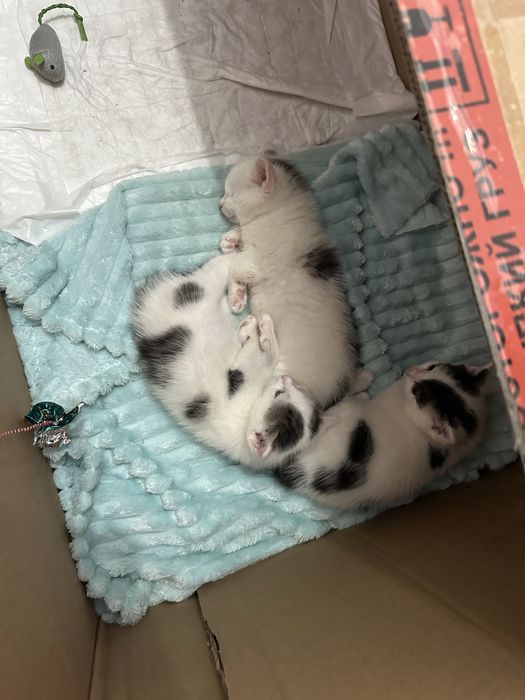 СРОЧНО!! Котята в хорошие руки!