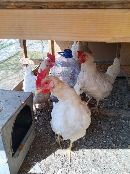 LOMAN SENDI uyda boqilgan domashniy