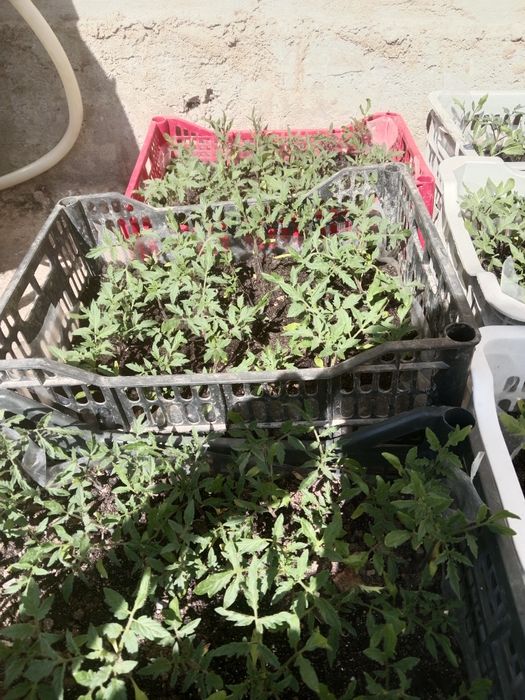 Рассада көшет помидор розовый