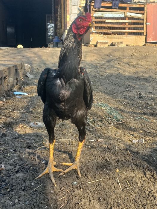 Куланги ёш соғлом