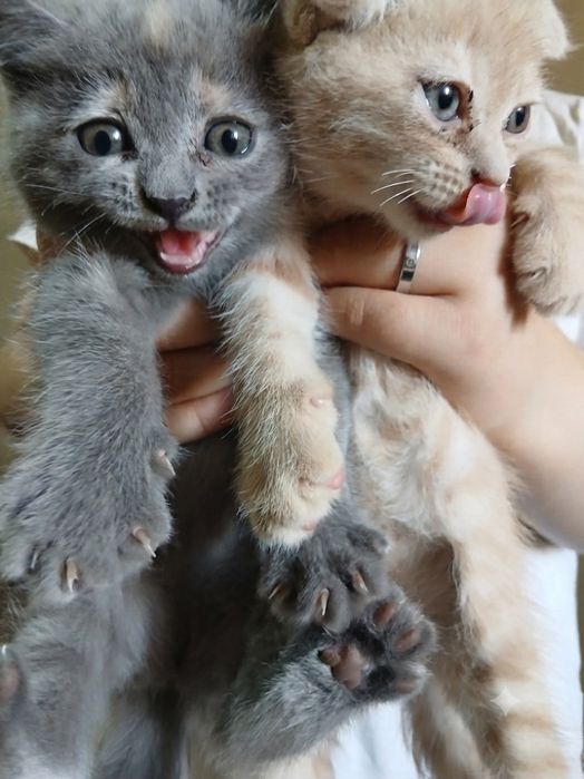 Скотиш фолд ва скотиш страйт