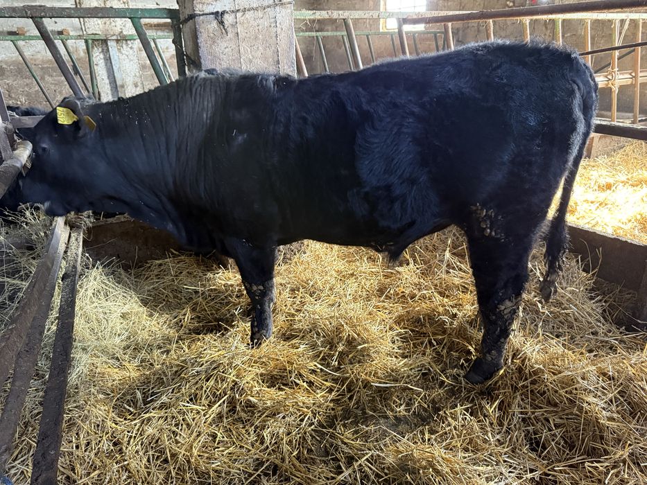 Taur aberdeen angus