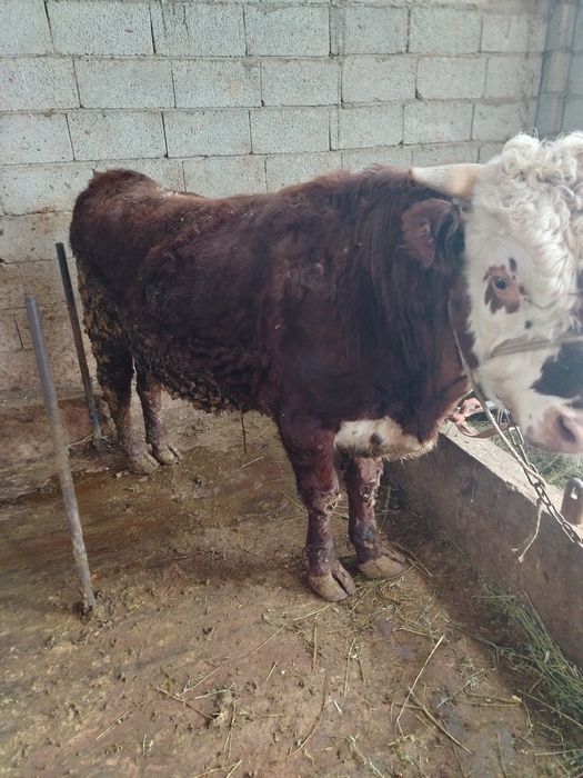 Бука ак бас порода