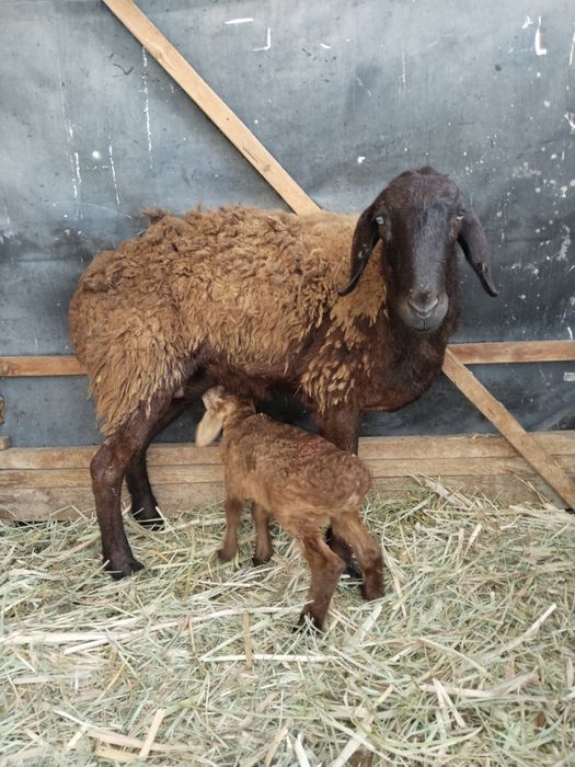 Барашка и сыновья