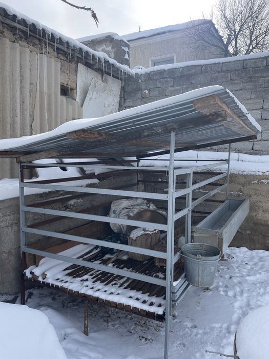 Кой кора Баран Кошкар