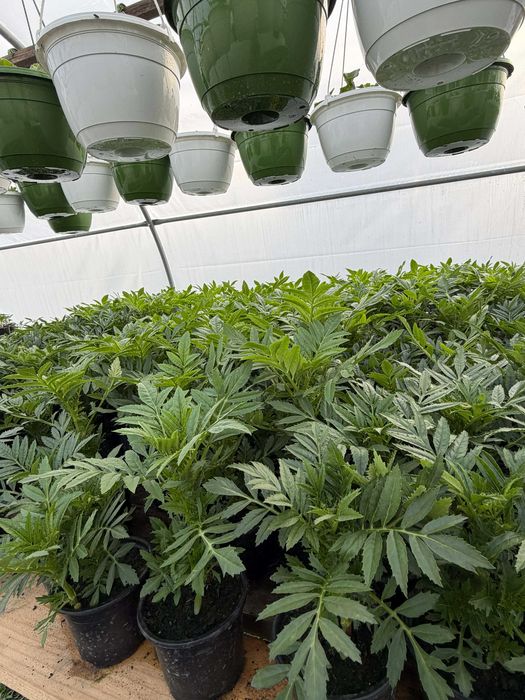 Flori finisate si semifinisate de vânzare en-gros