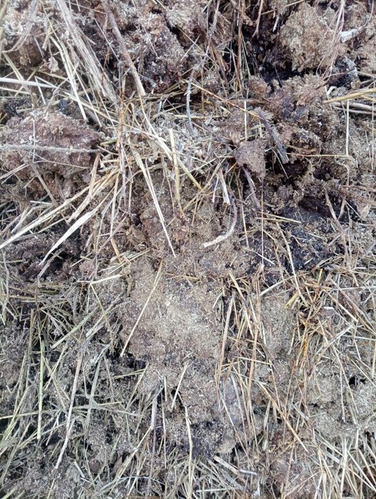 Продам навоз. Чистый. 200 тенге мешок.