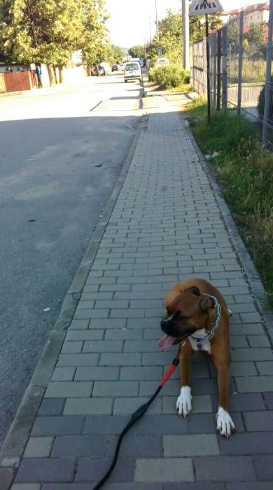 Dresaj Canin, La Domiciliul Clientului