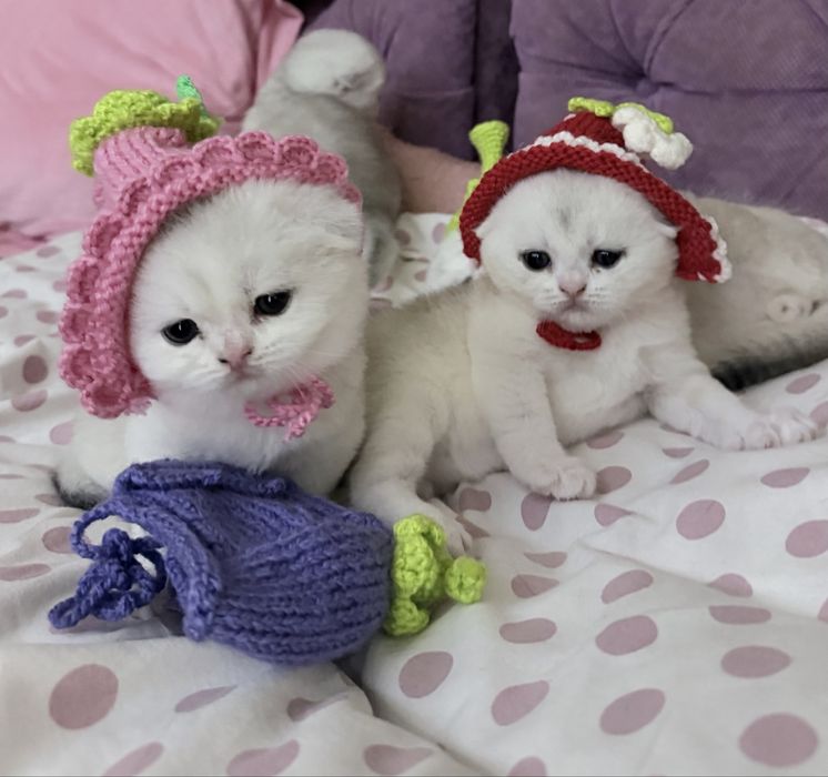 Шотланский Скоттиш Фолд! Колорная Шиншилла!