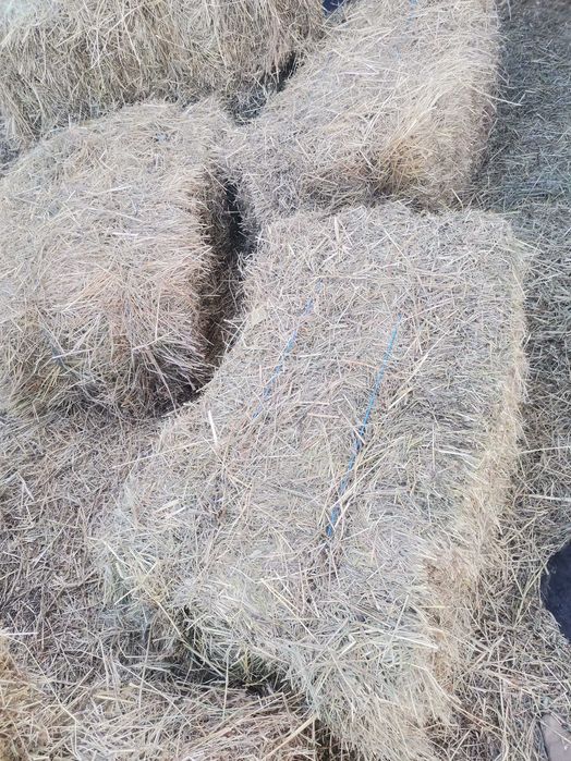 Бали слама. За декорации, украса, мулчиране