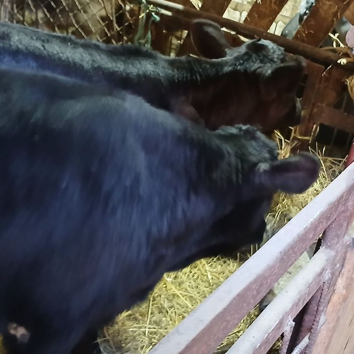 Taurasi și vitele angus și belga