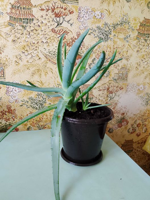 Продам  Алоэ ...