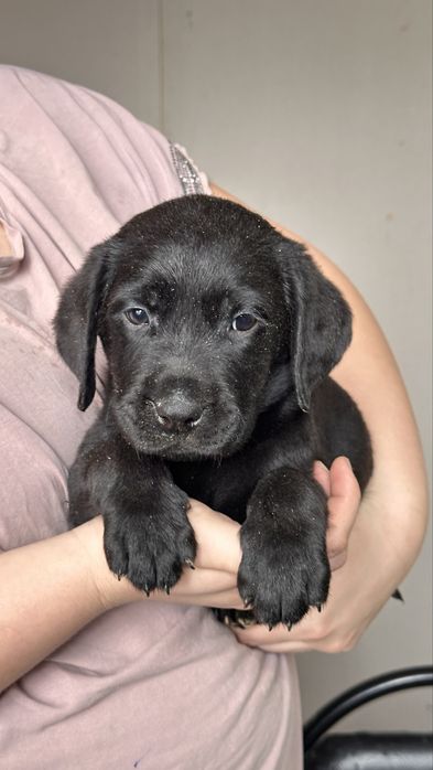 Щенки лабрадора