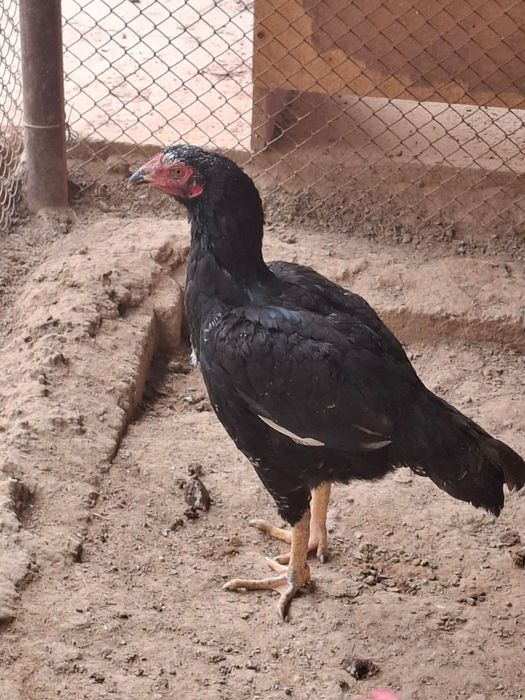 Бойцовая курица.