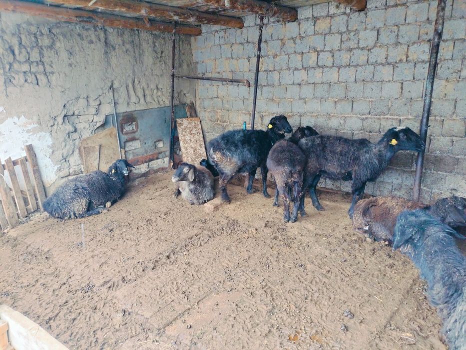 Қозылы қойлар сатылады