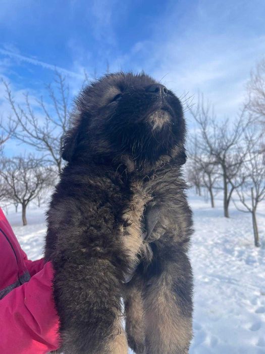 Fetite frumoase caucaziene