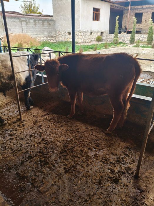 Буккача ва Гунажин