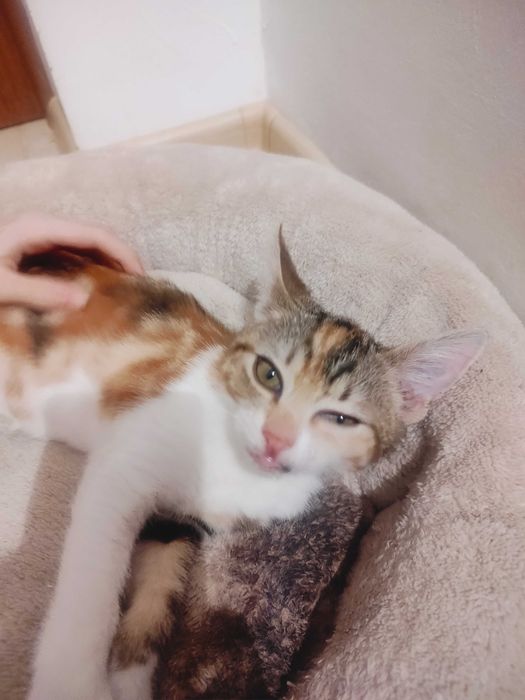 Pisica spre adopție