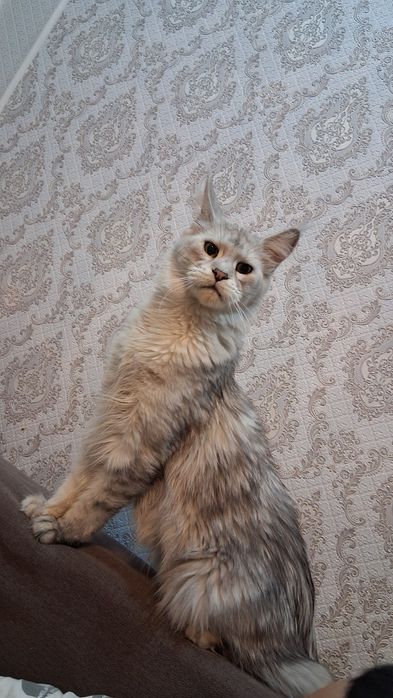 Отдам кошку в добрые руки