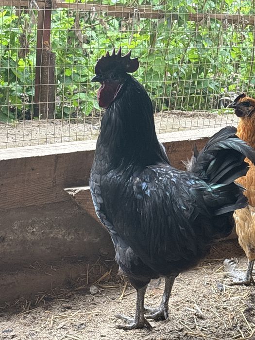 Цыплята  лакеданзе 1200тг