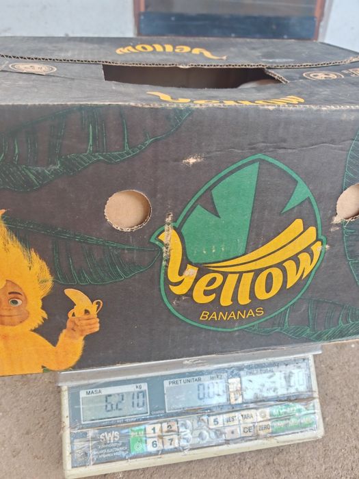 Gaste Leșești și găste albe Kolos