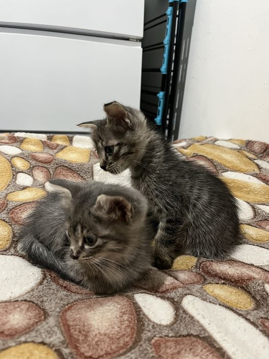 Котята в хорошие руки!