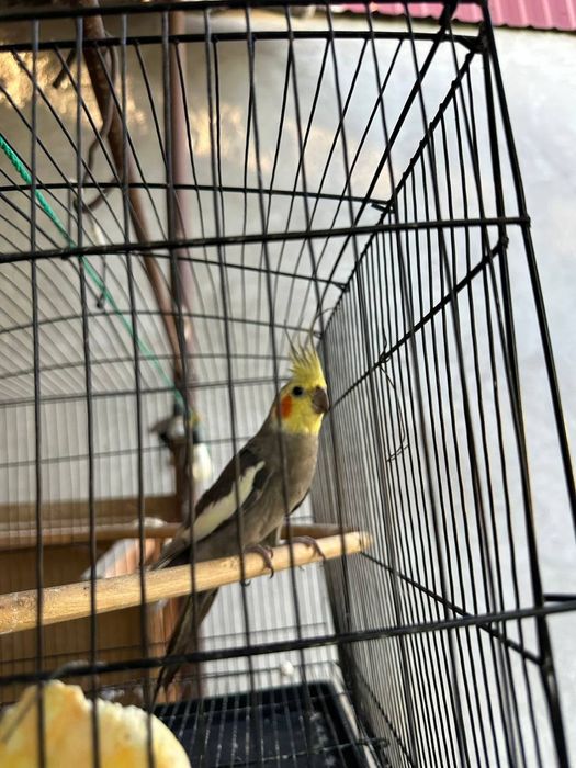 Корелла нар сотилади ёшига тўлган куш