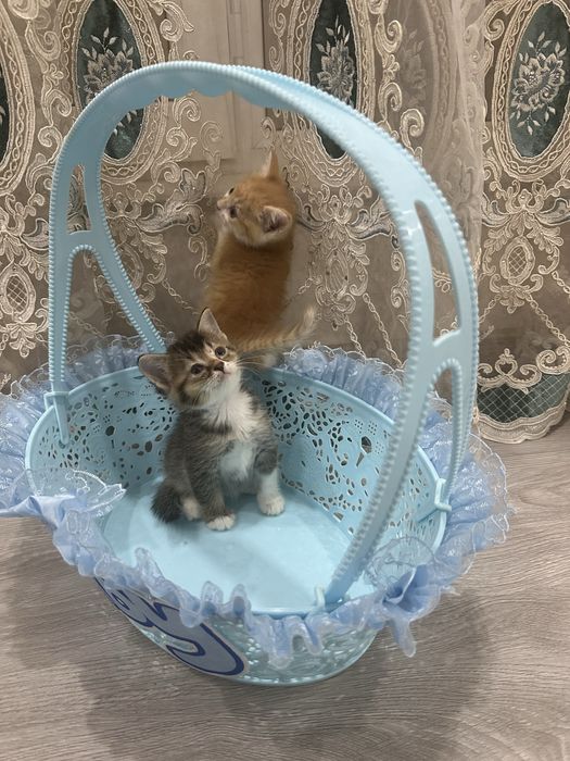 Продам милых котят