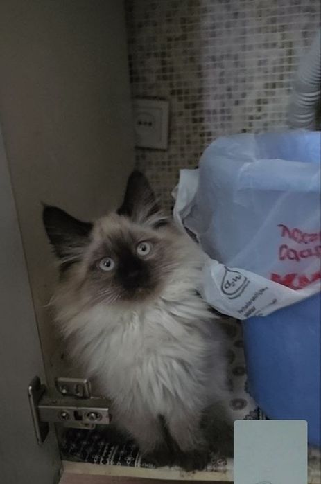 Сиамская кошка, 1 год, не стерилизована