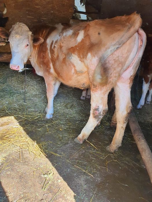 De vânzare 3 juninci Bălțată Românească (11-15 luni)